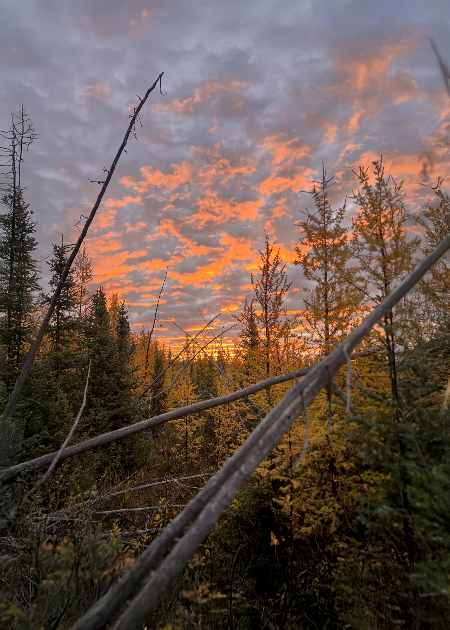 Alberta Canada Hunting – Alberta Hunting Guide – Dudla Outfitting