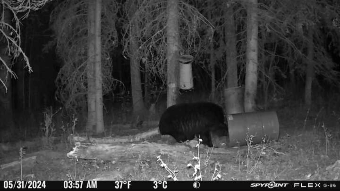 Black Bear Trail Cam – Alberta Hunting Guide – Dudla Outfitting