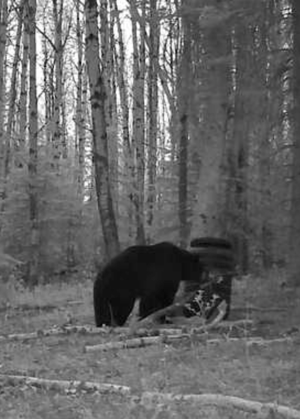 Black Bear Trail Cam – Alberta Hunting Guides – Dudla Outfitting