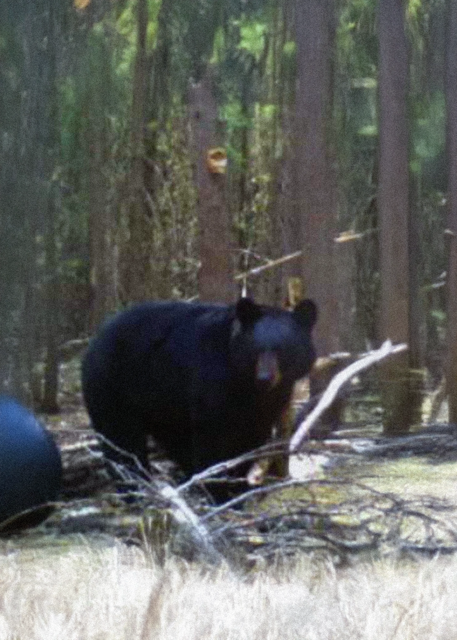 Huge Black Bear Trail Cam – Alberta Hunting Guides – Dudla Outfitting