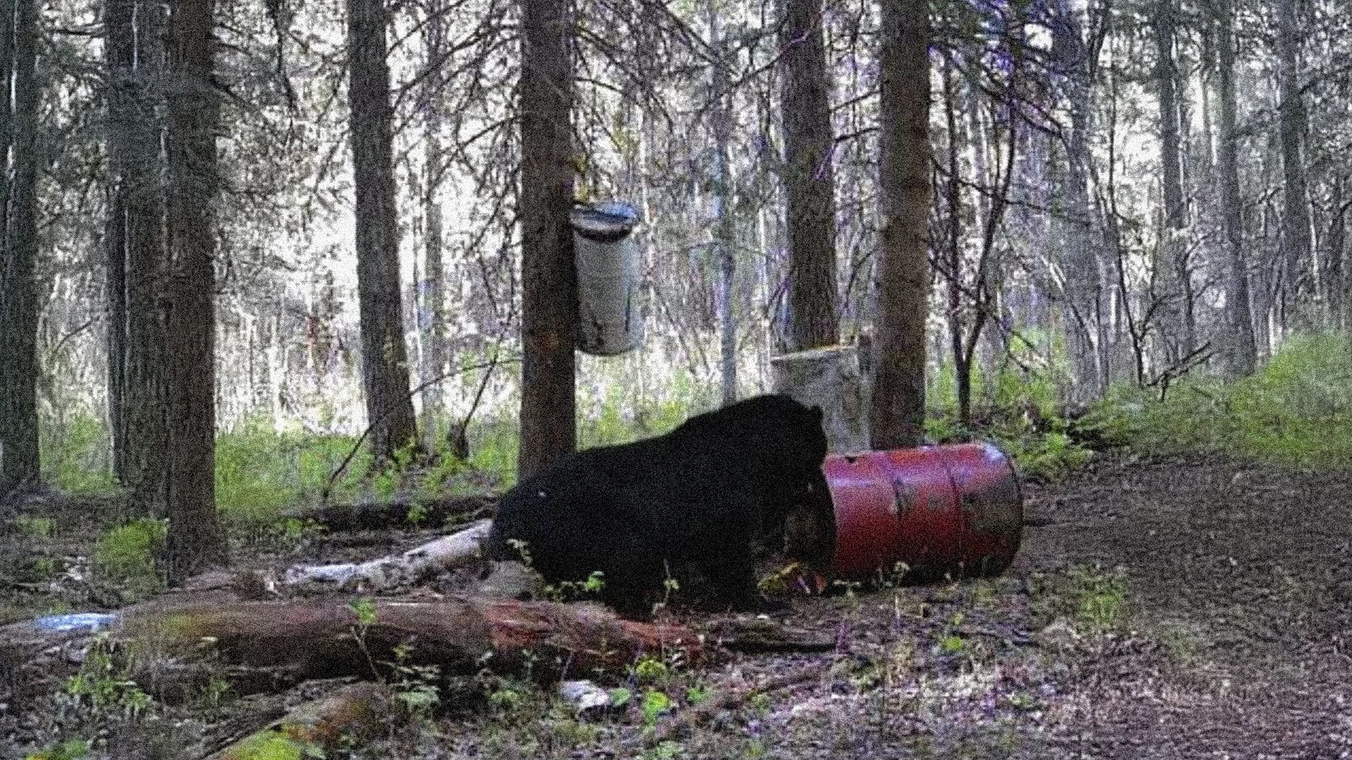 Trophy Black Bear Trail Cam – Alberta Hunting Guides – Dudla Outfitting