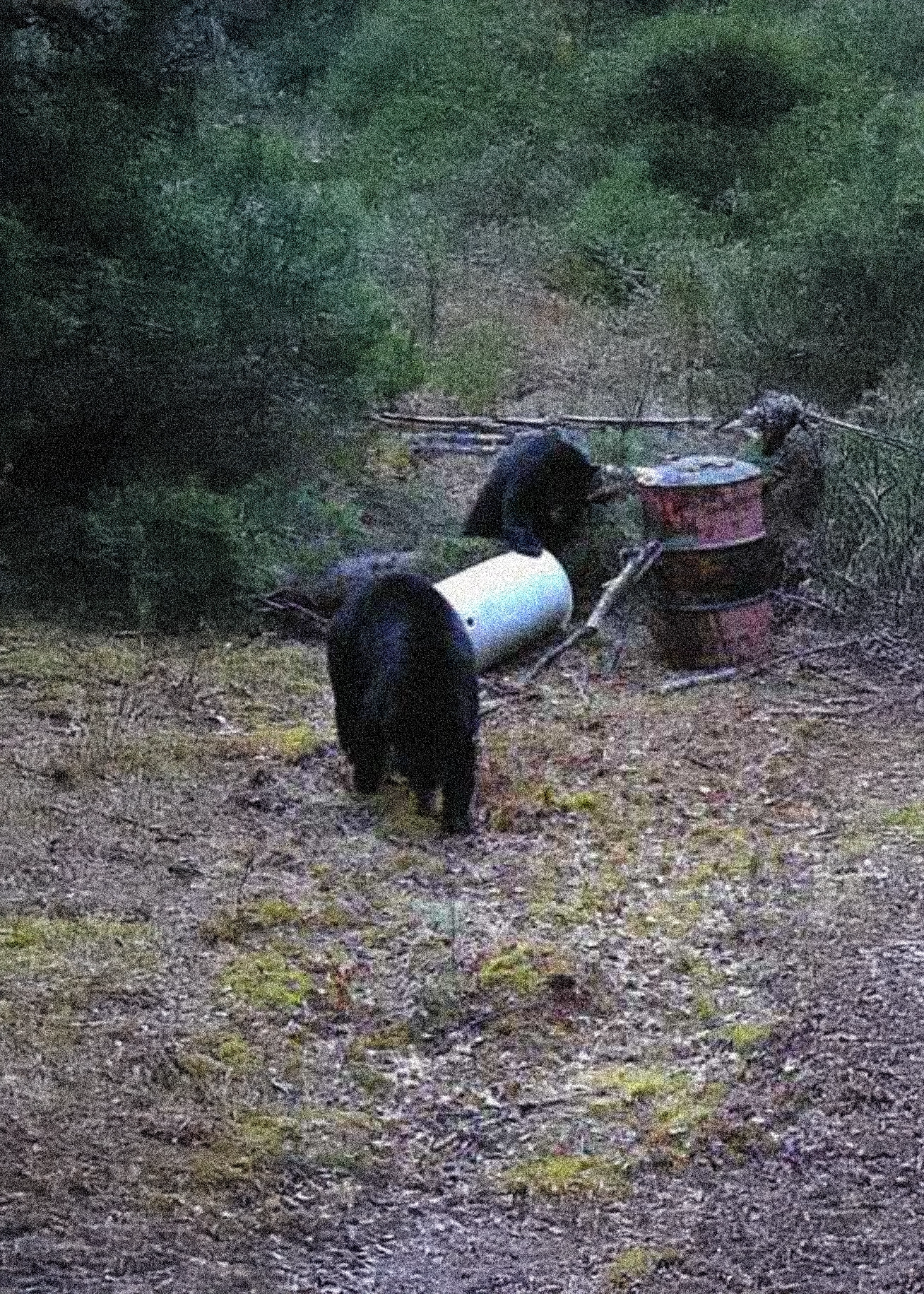 Trophy Black Bears Trail Cam – Alberta Hunting Guides – Dudla Outfitting