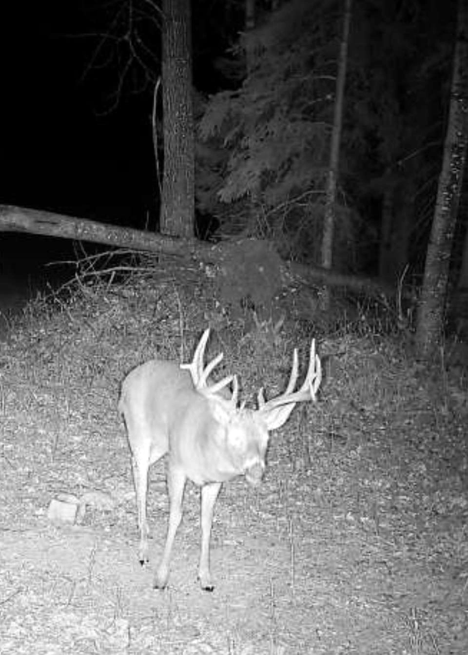 Whitetail Deer Trail Cam – Alberta Hunting Guides – Dudla Outfitting